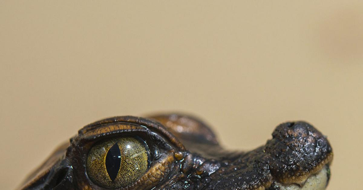 Un cocodrilo enano en una imagen de archivo.