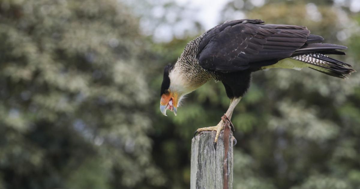 Un carancho o 'Caracara plancus'