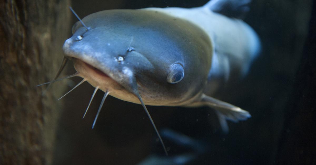 Un siluro, en una imagen de recurso