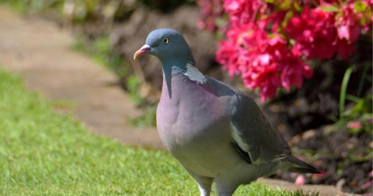 Esta es una de las mejores formas de ahuyentar a las palomas del jardín