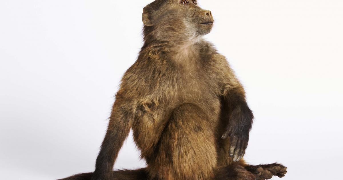 Imagen de archivo de un mono.