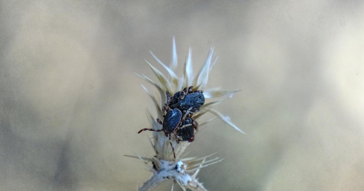 Hyalomma marginatum.