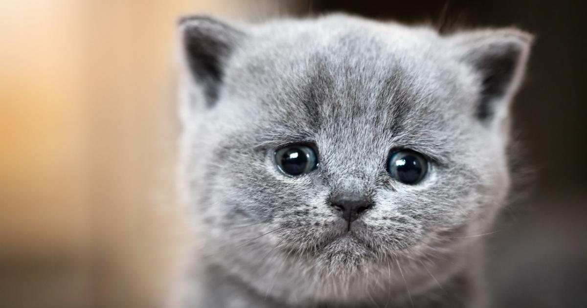 Los gatos están enfermando en masa, dice la instagramer Marieta Jiménez