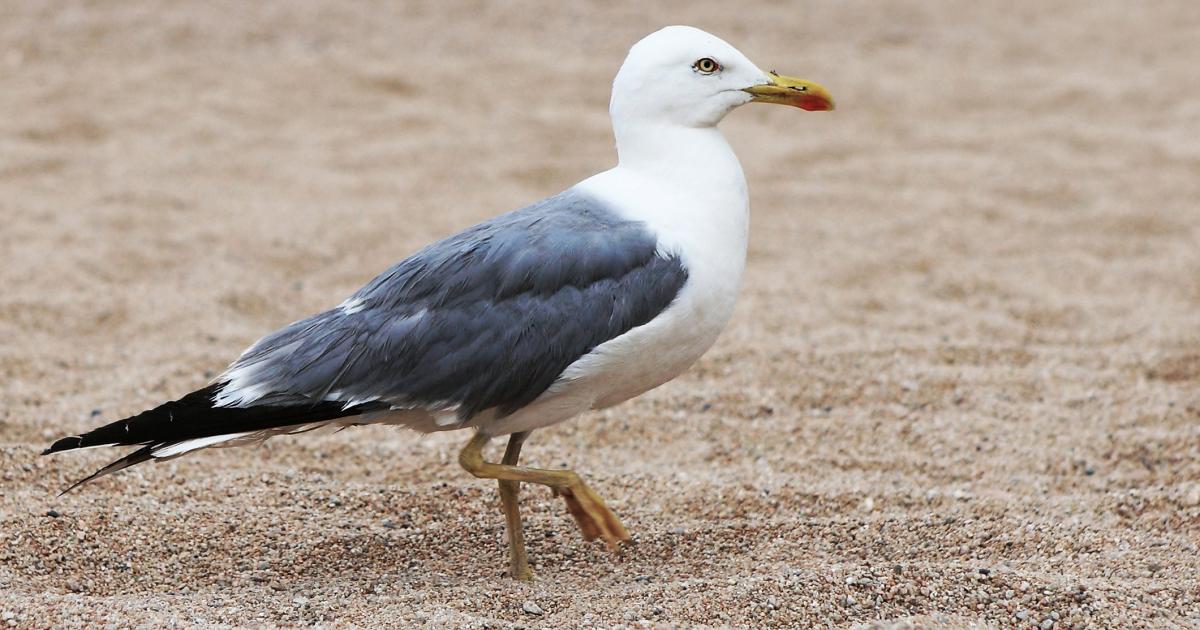 Imagen de archivo de una gaviota en una playa.