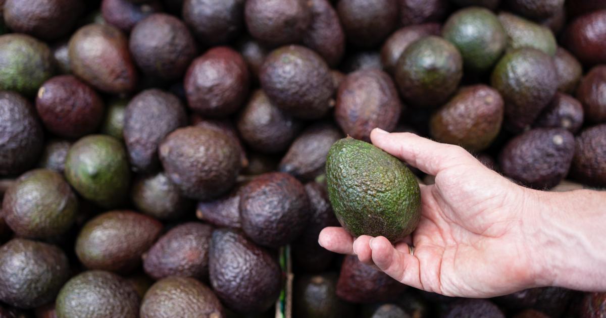 Imagen de archivo de aguacates.