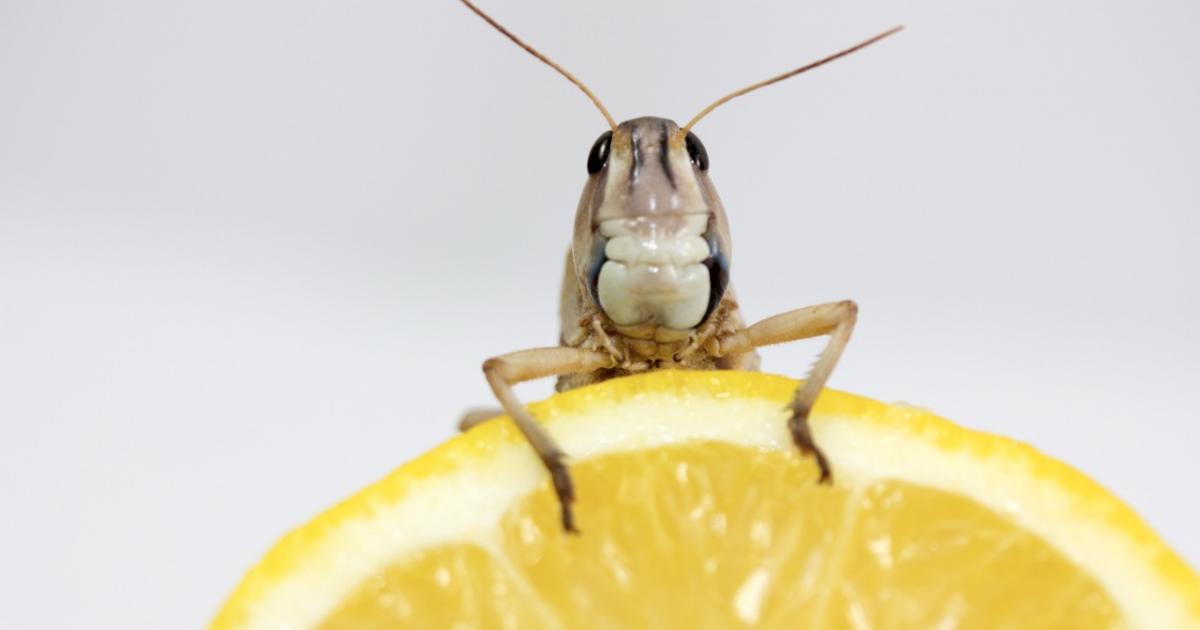 Un objeto que todos tenemos en casa atrae a las cucarachas.
