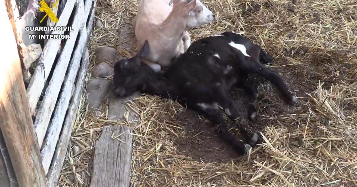 Dos de los animales que fueron hallados en los registros del SEPRONA.