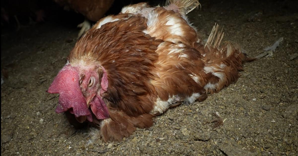 Una investigación impulsada por las organizaciones ecologistas ARDE y Satya Animal ha revelado graves deficiencias higiénico-sanitarias en una granja avícola de Llucmajor, en Mallorca, que alberga 136.000 gallinas ponedoras distribuidas en siete naves. Las imágenes y testimonios documentados por ambas entidades muestran cadáveres de gallinas en distintos estados de descomposición, algunos de ellos canibalizados, junto a aves vivas, presencia masiva de ratas y erizos, telarañas, acumulación de plumas y polvo, así como contenedores con restos en estado de putrefacción infestados de gusanos. Un saludo, Javier Alonso Ratas, cadáveres y suciedad extrema en una granja avícola de Mallorca La granja ha sido denunciada por presuntos delitos contra la salud pública y estafa Denuncian que las aves viven entre cadáveres en estado de descomposición y ratas a pesar de disponer de sello de bienestar animal Las gallinas camperas no tienen acceso al exterior durante al menos 6 días La granja opera sin permiso ambiental, por lo que fue multada con 150.000 euros y está bajo investigación de la Fiscalía Los vecinos de la zona denuncian plagas de moscas y malos olores y exigen el cierre de la explotación.