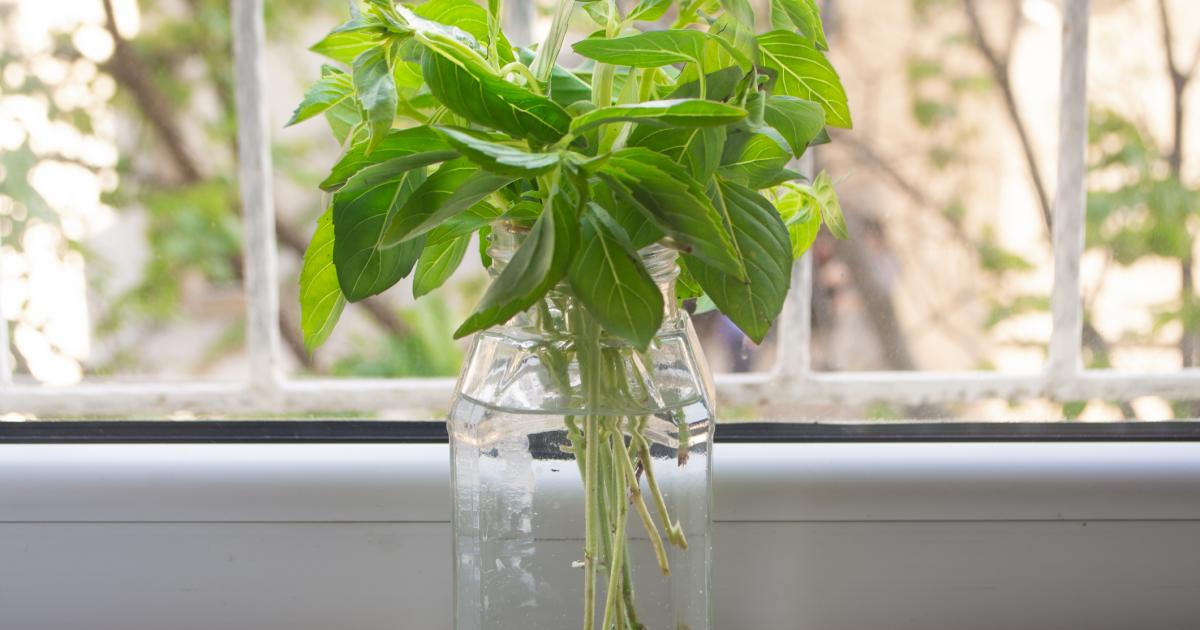 Albahaca.