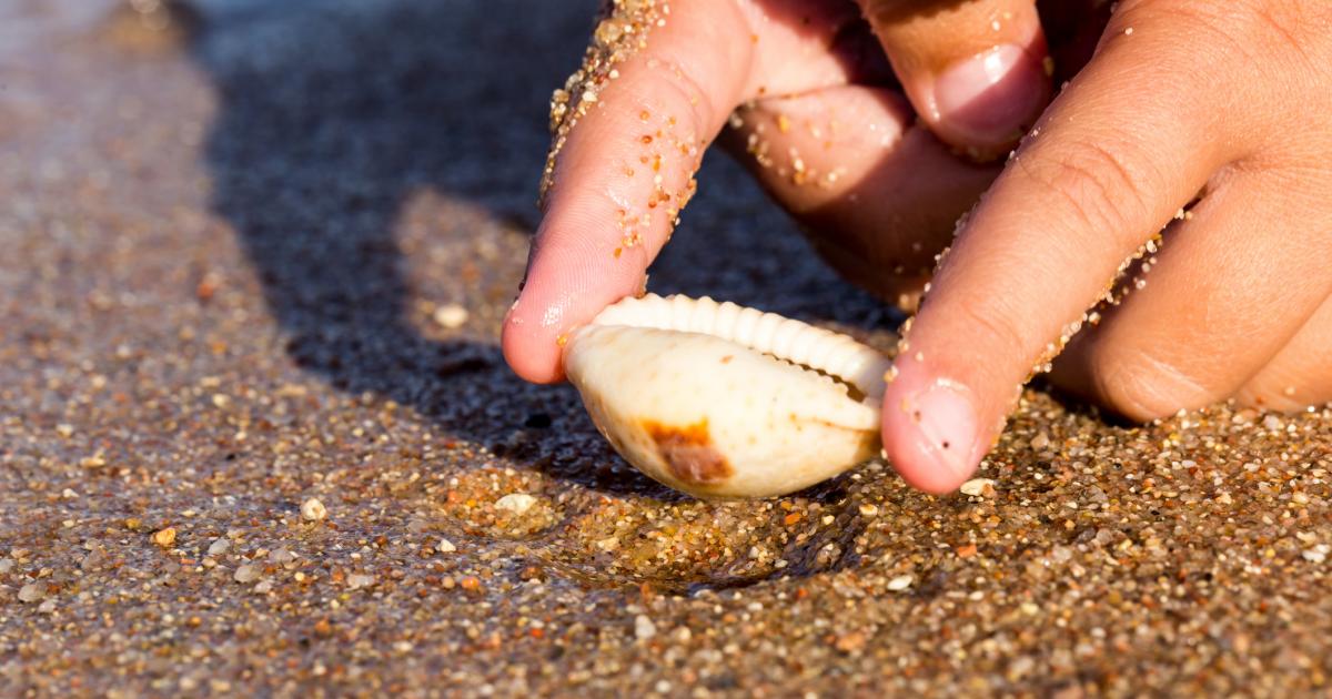 Imagen de archivo de una mano cogiendo una concha en la playa.