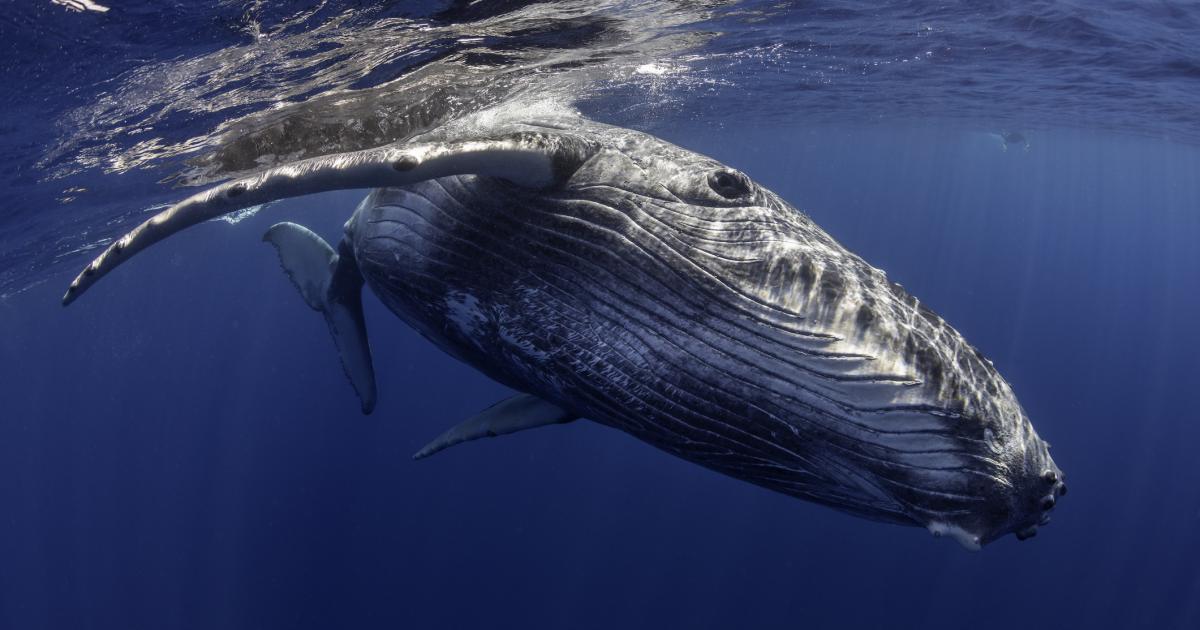 Una ballena jorobada (Megaptera novaeangliae), en una imagen de archivo