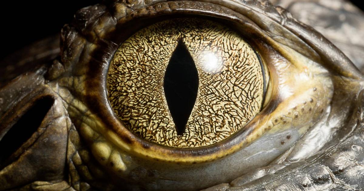 Primer plano del ojo de un cocodrilo