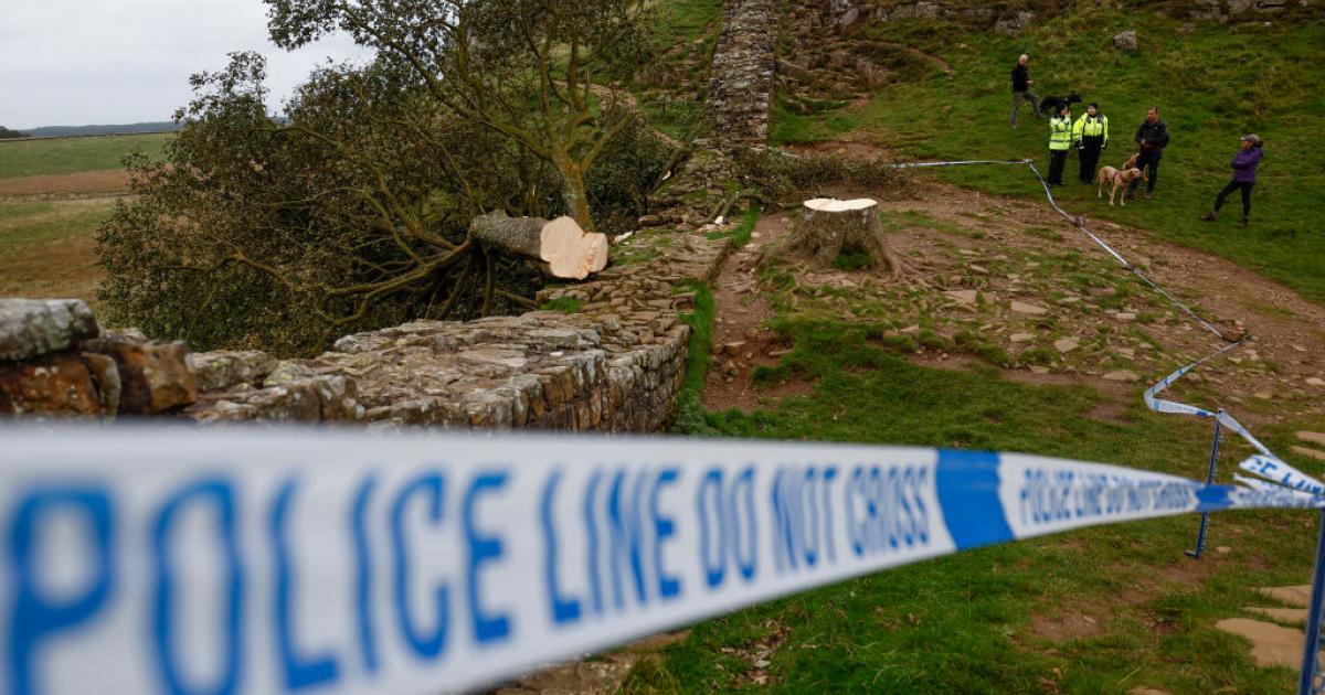 El Sycamore Gap Tree tras ser talado
