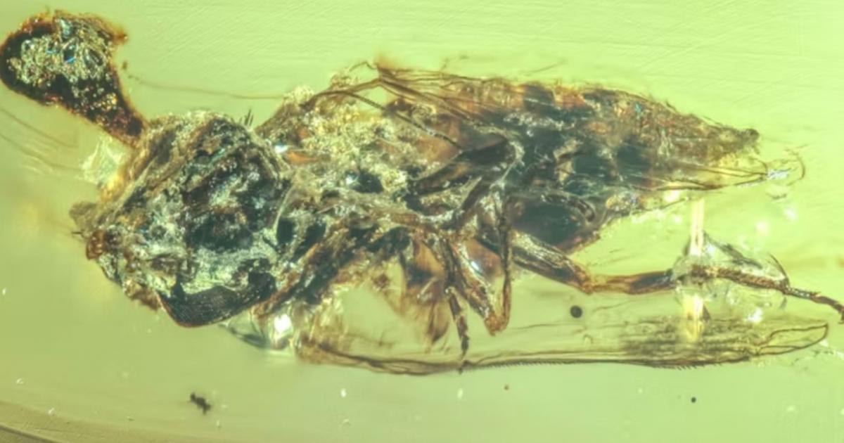 Los hongos descubiertos por los científicos de la Universidad de Yunnan (China)