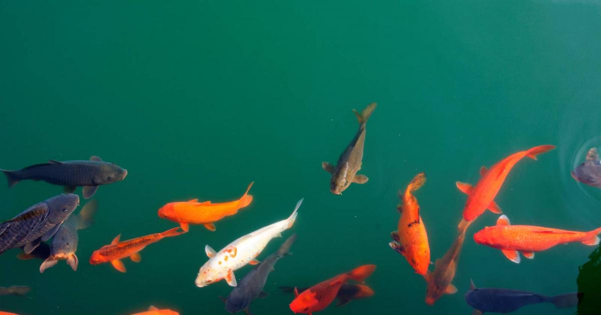 Peces de todos los colores en un estanque