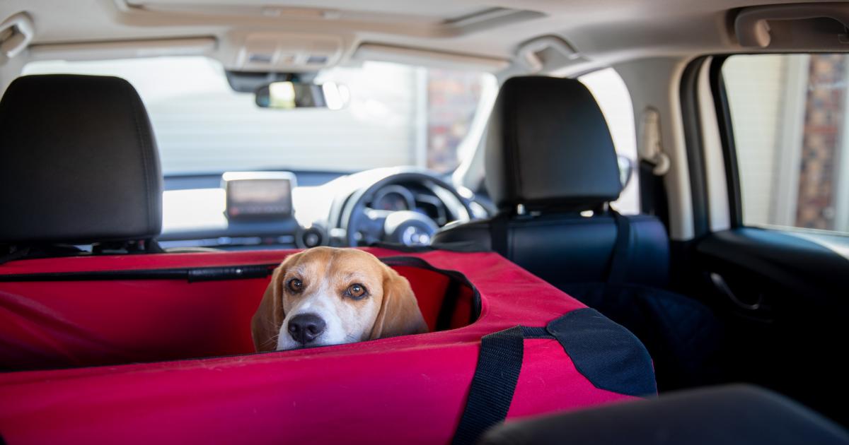 Perro en trasportín.