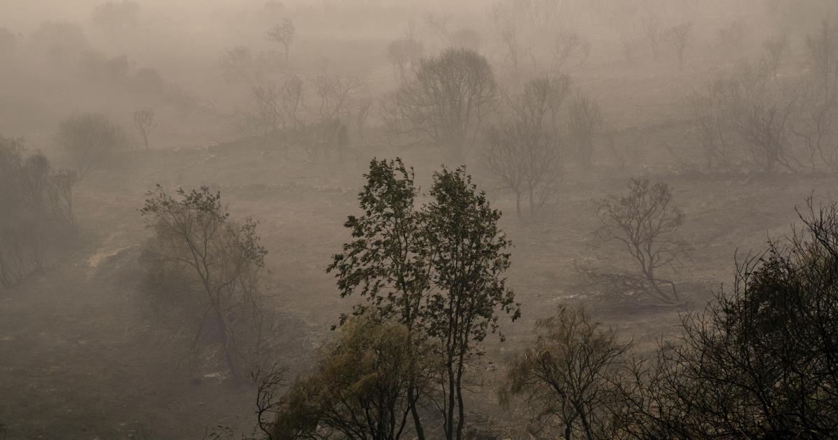 Un bosque calcinado en Manzaneda (Ourense).