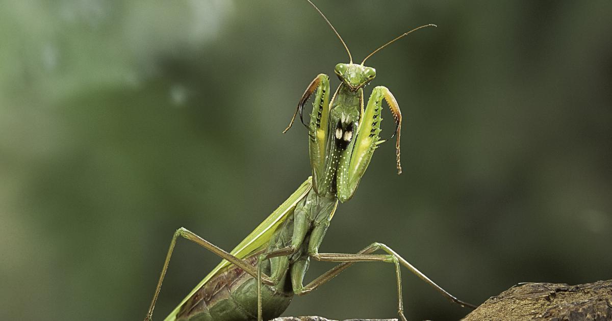Una mantis religiosa, en una imagen de archivo