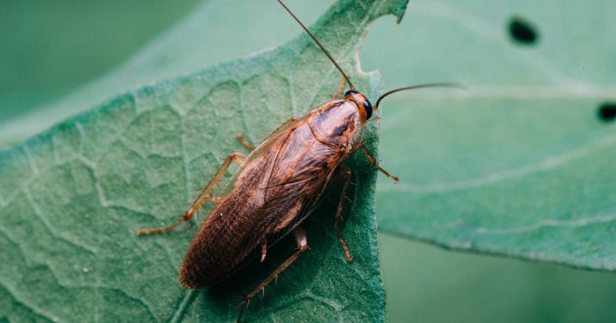 Cucaracha merodeando por el jardín