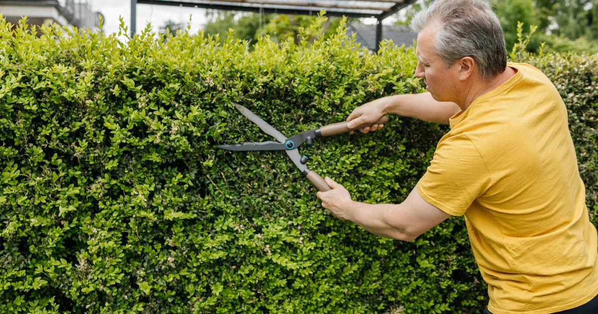 Un hombre podando, en una imagen de archivo