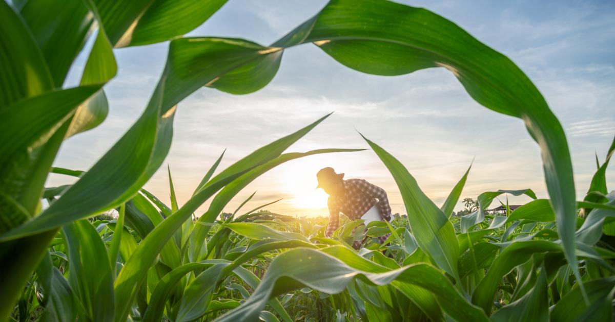 Un agricultor en un campo de maíz, en una imagen de archivo