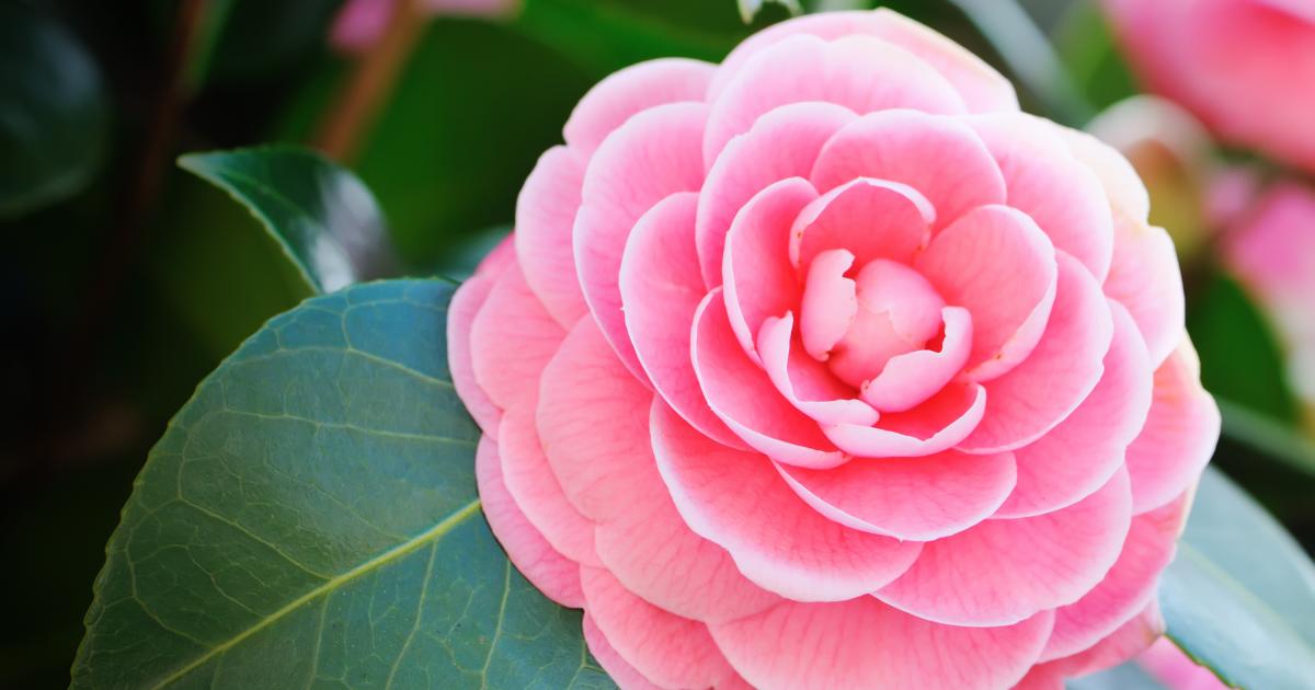 Una camelia.