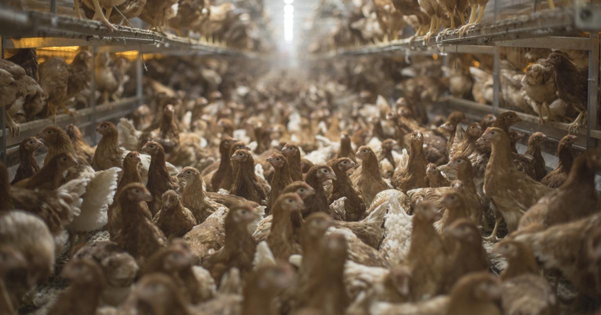 Imagen de archivo del interior de una explotación avícola.