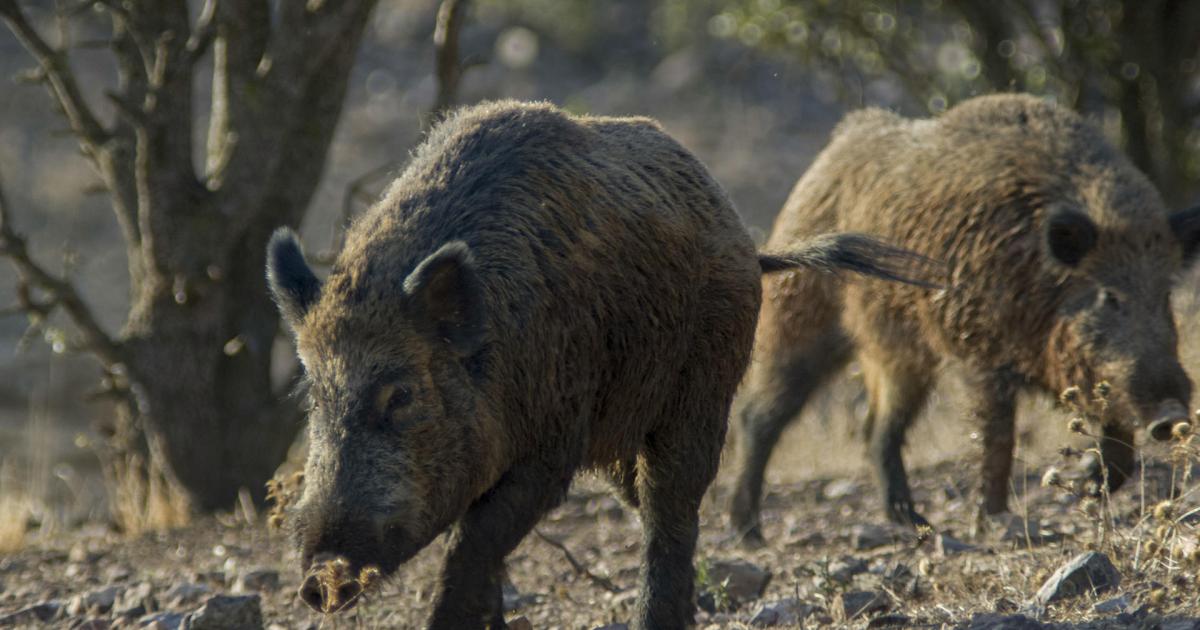Image de archivo de unos jabalíes.