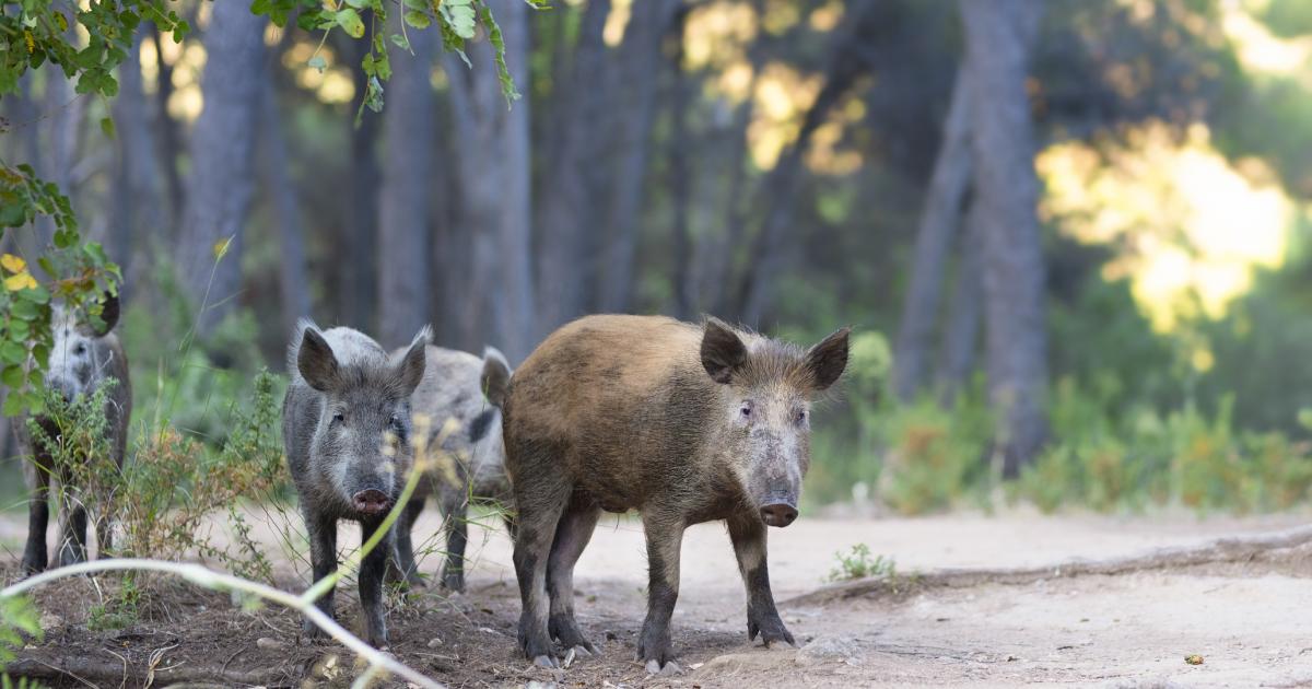 Varios jabalíes, en mitad de un bosque