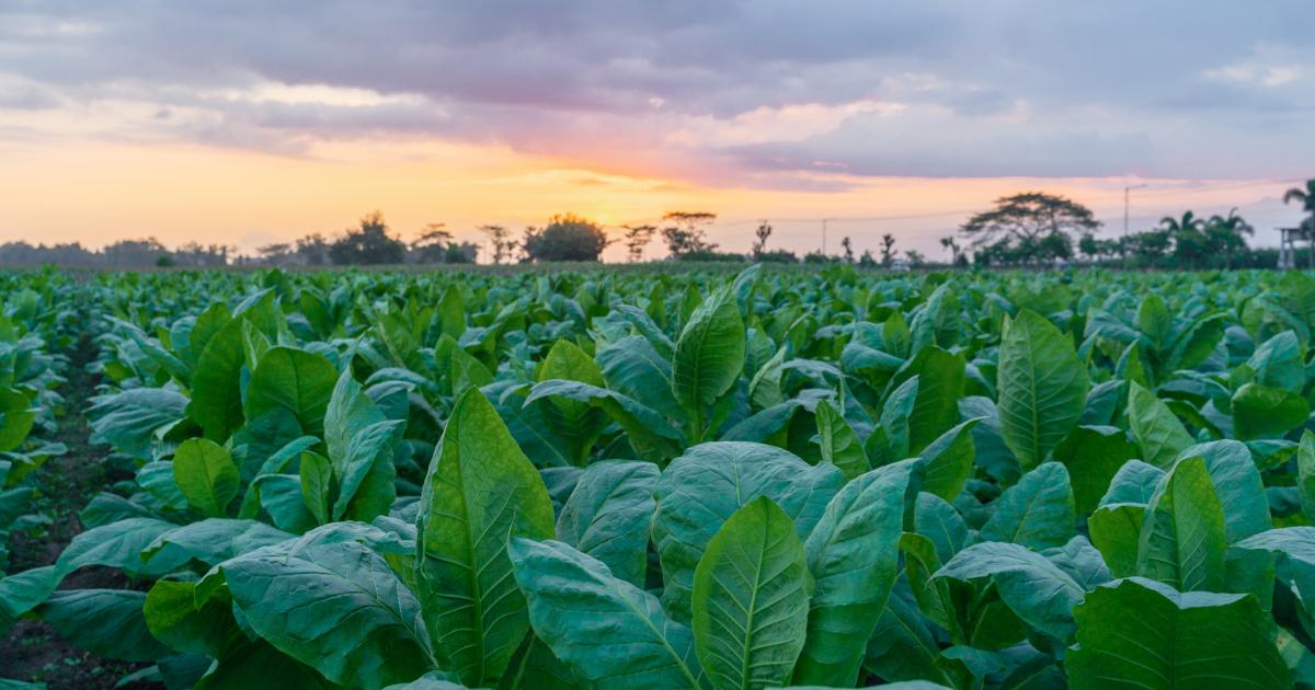 Cultivo de tabaco, en una imagen de archivo
