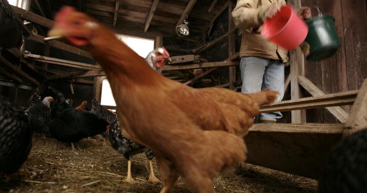 Una granjera cuidando de sus gallinas