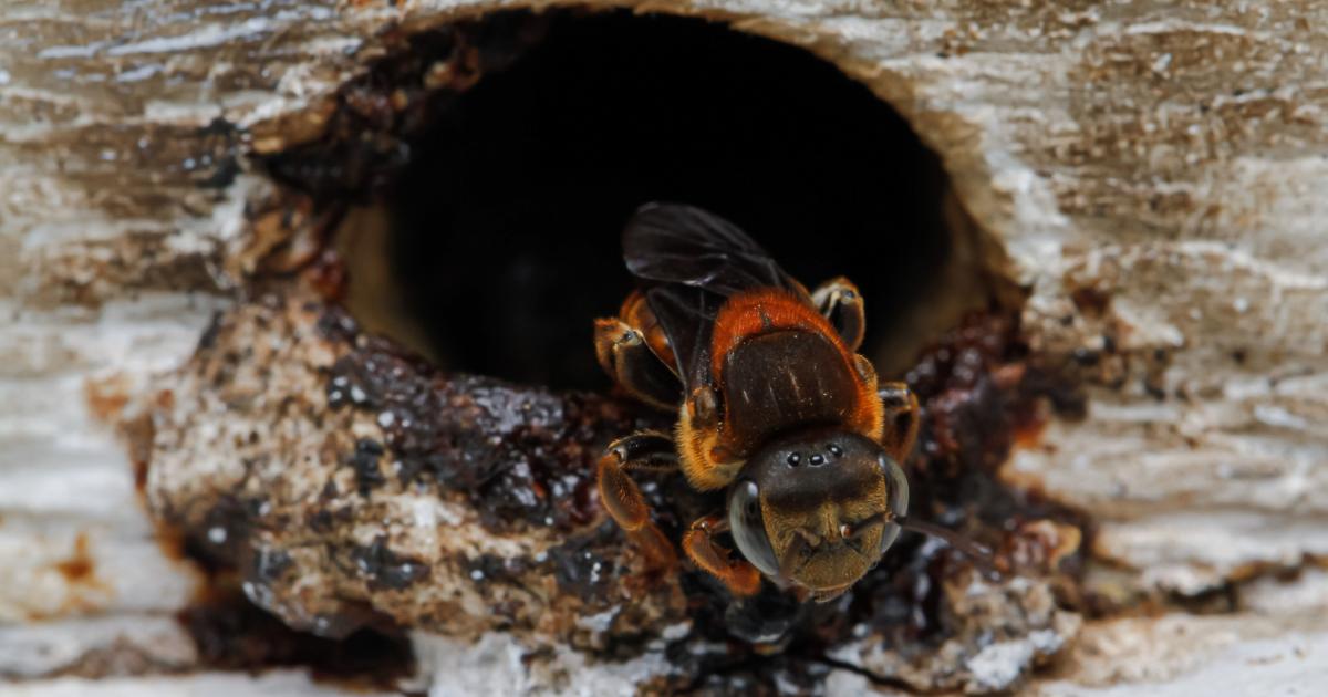 Imagen de archivo de un ejemplar de abeja sin aguijón.