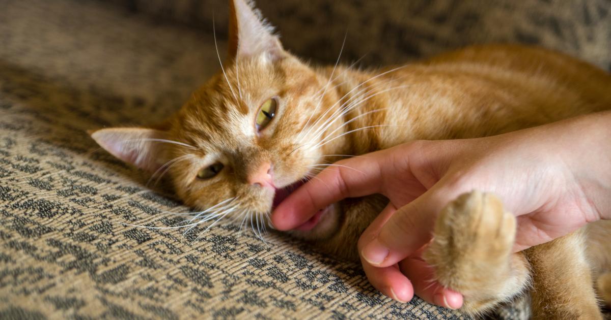 Gato mordiendo una mano de su amo.