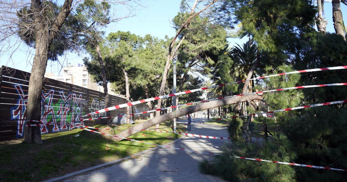 Vista de un árbol caído en la calle Marina de Barcelona, el 12 de febrero de 2026, durante el temporal de fuerte viento.