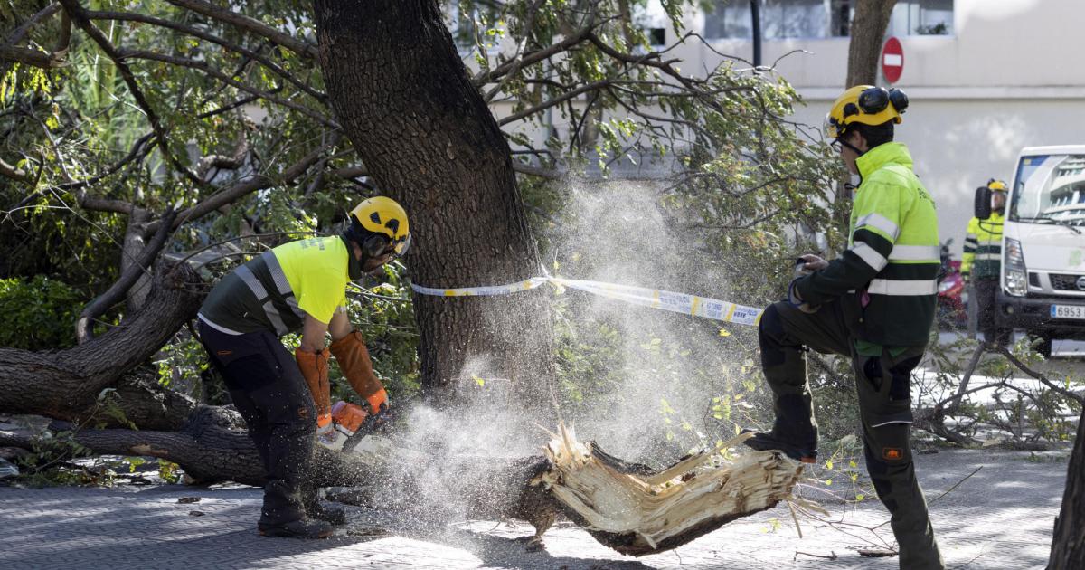Dos operarios trabajan en un árbol caído en la zona alta de Barcelona, en mitad del temporal de viento, el 12 de febrero de 2026.