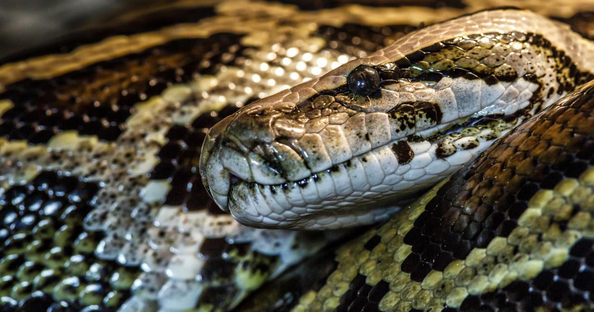 Serpiente pitón reticulada (Malayopython reticulatus) a veces conocida como Pitón Real o Pitón Bola.Foto de cabeza de pitón reticulada en cara completa