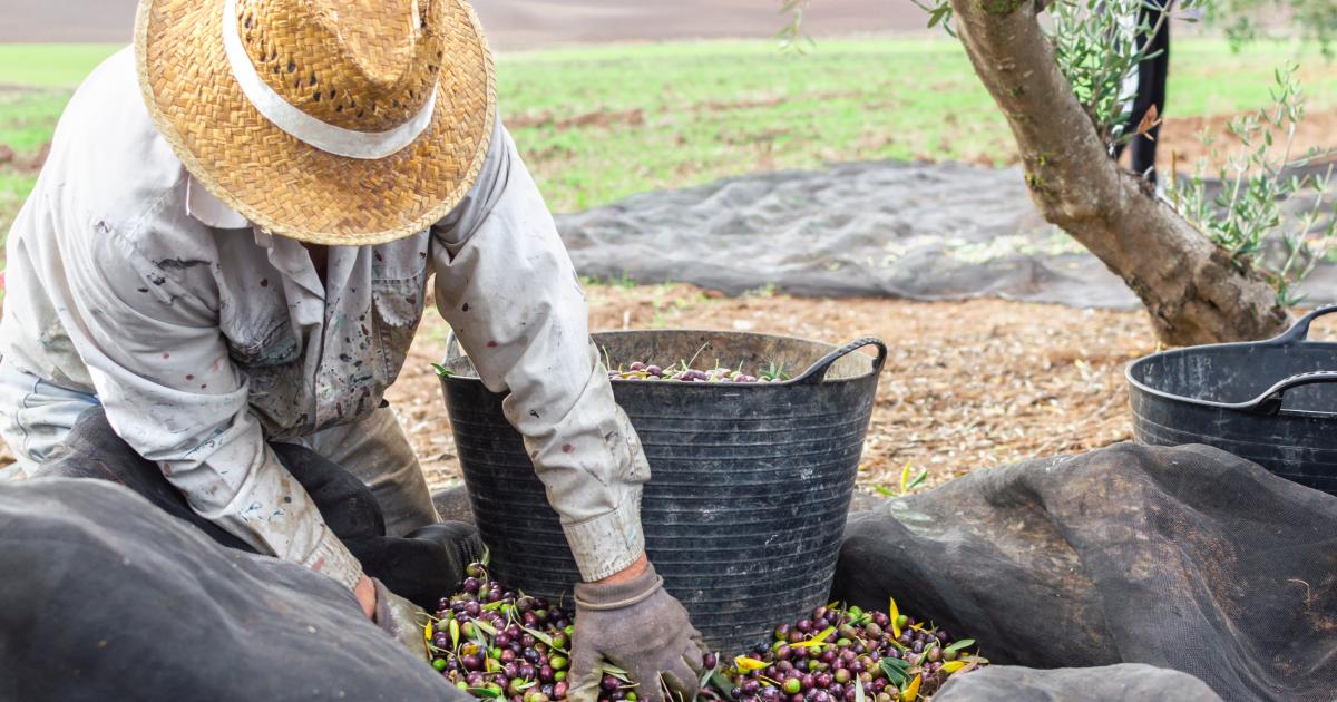 Agricultor trabajando.