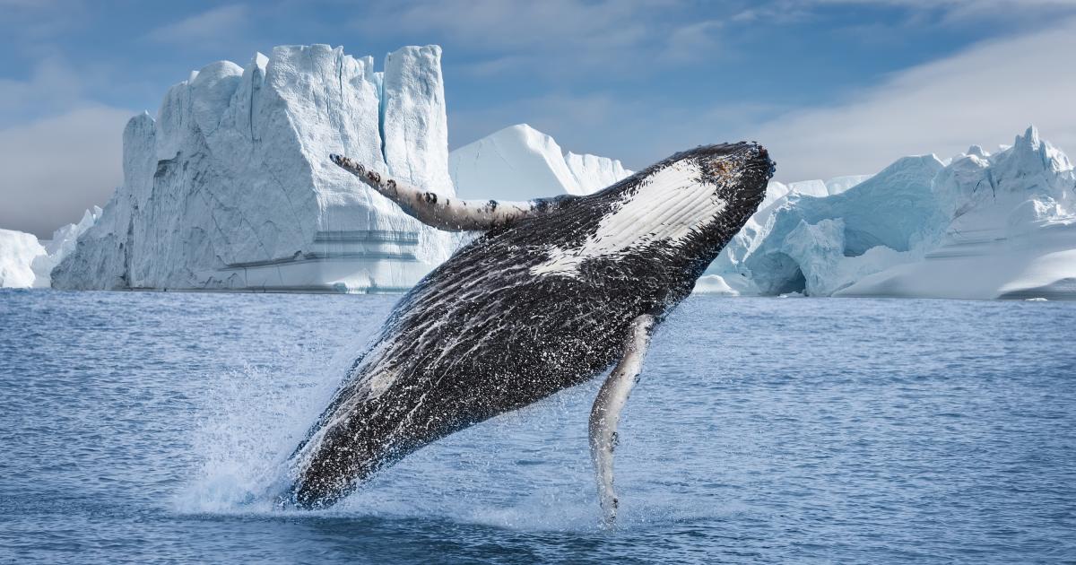 Una ballena salta en Groenlandia