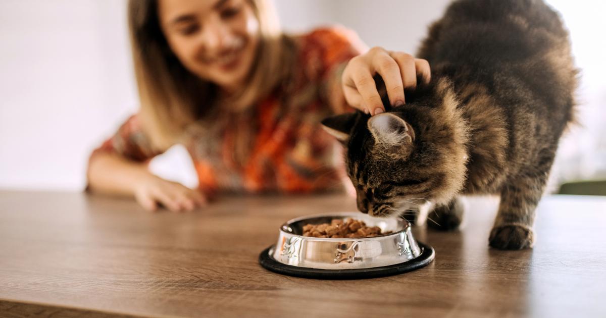 Gato comiendo.