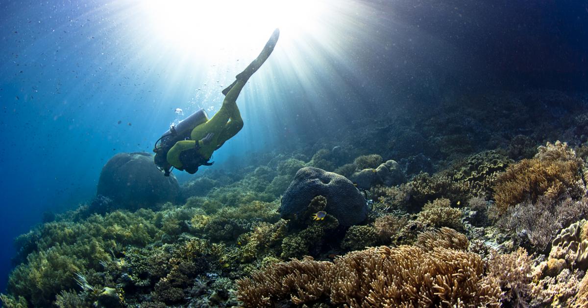 primer-animal-habito-tierra-sin-rastro-fosil