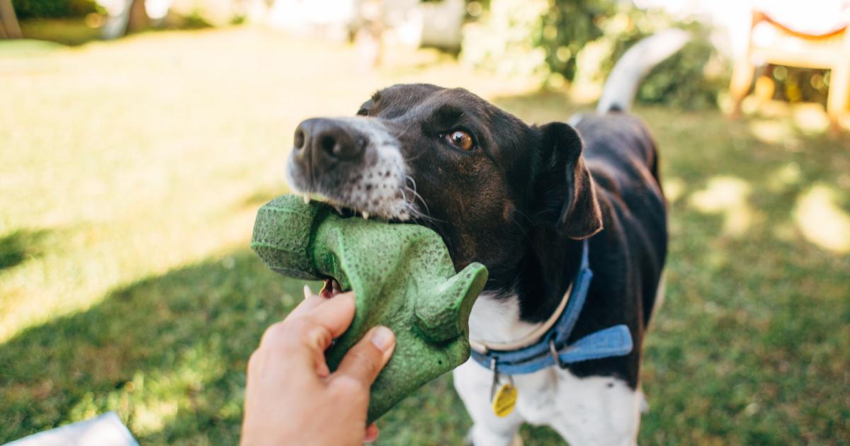 Un perro mestizo de raza pointer, blanco y negro, agarra con la boca un juguete de goma verde que está siendo sostenido por una mano humana.