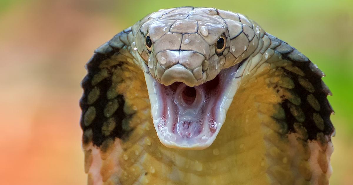 turista-aleman-muere-serpiente