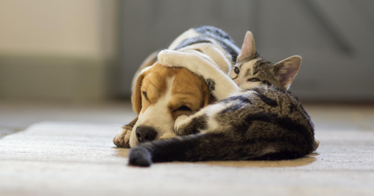 Un perro y un gato en una imagen de archivo