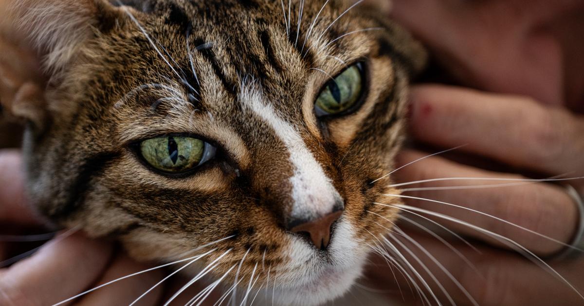 Ya ha entrado en vigor: multas de hasta 10.000 euros por dejar solo a tu gato durante 3 días
