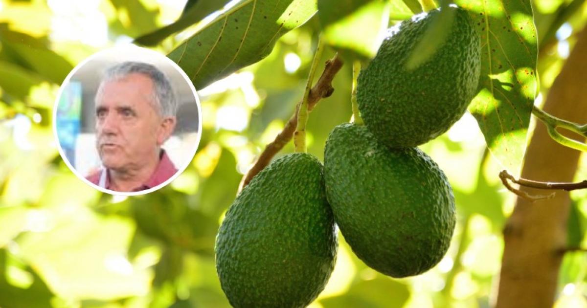 referencia-mundial-aguacate