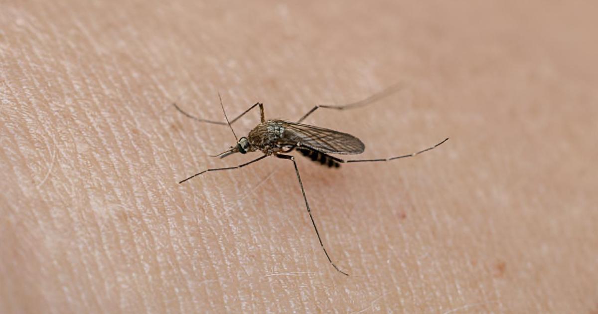 Un mosquito posado en la piel de una persona