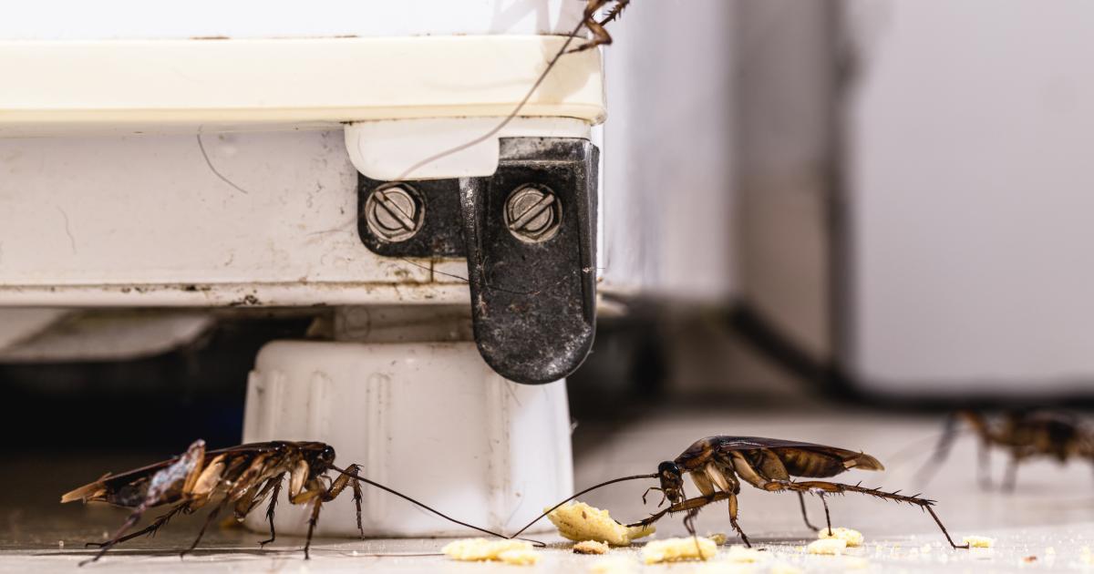 Plaga de cucarachas en casa
