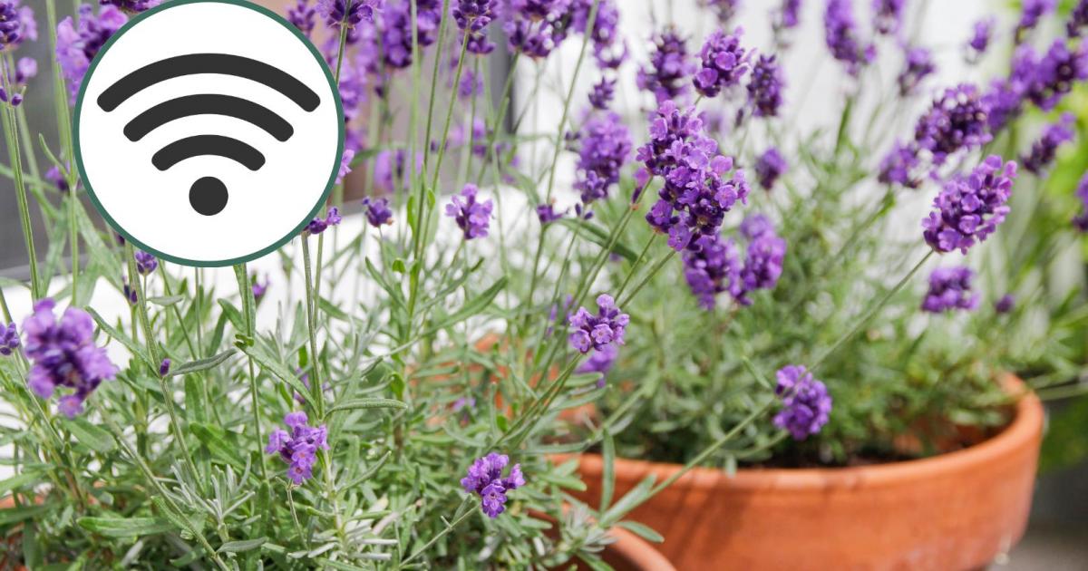 Granja de lavanda con wifi.