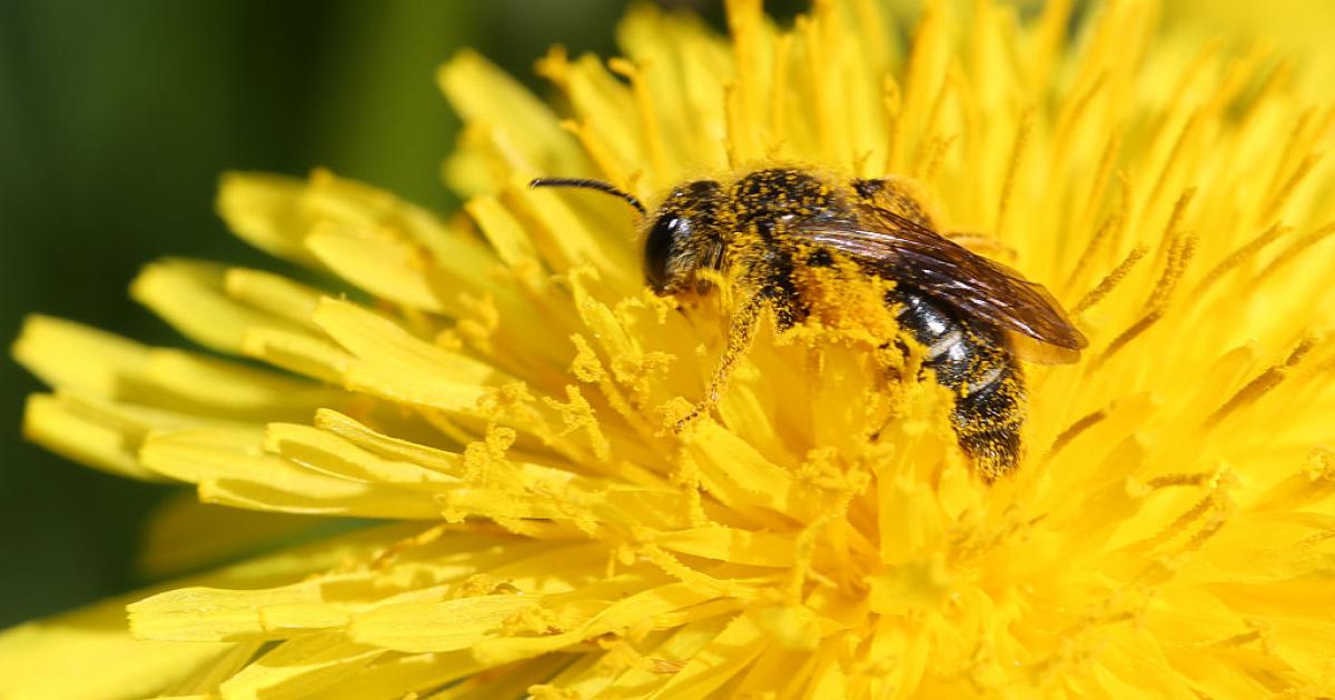 Una abeja, totalmente ajena a la polémica