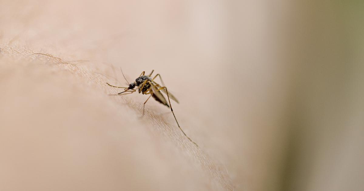 Un mosquito en una imagen de archivo